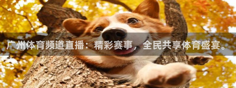 广州体育频道直播：精彩赛事，全民共享体育盛宴。